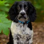 Harvey The Springer - @harveyhainesspaniel - Instagram