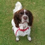 Harvey the Springer - @rawfedharv - Instagram