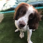 Harvey The Springer Spaniel - @hartshorn_springer - Instagram