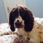 Harvey the Springer Spaniel - @harveyhound - Instagram