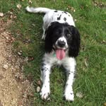 Harvey the Springer Spaniel🐾 - @springerharvey - Instagram
