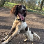 Harvey the Springer Spaniel 🐾 - @springerspanielharvey - Instagram