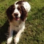 Harvey the Springer Spaniel X - @harveythespringerspaniel - Instagram