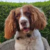 harveyspringerspaniel - @harveyspringerspaniel - TikTok