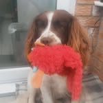 @harveythespringerspaniel16 - Instagram