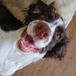 La Risa - @sir_harvey_springer_spaniel - Instagram