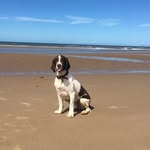 @myspringerharvey - Instagram