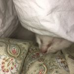 harvey mendes sullivan - @harveysullivan_ - Instagram