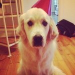 Harvey Sullivan - @harvthegolden - Instagram