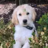 chloetodd155 - @harveytoddstuff - TikTok