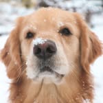 Harvey Todd - @harveytoddthegolden - Instagram