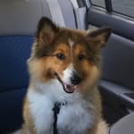 Harvey - @harvey_wall_flower - Instagram