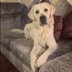 Harvey Wallace 🐾 - @harveywallaceretriever - Instagram