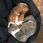 Harvey & Walter 🐾 - @two_handsome_bulldogs - Instagram
