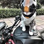 Harvey Wang - Facebook