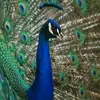 harveyweaver807 - @diamondmonger1 - TikTok