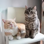 Harvey & Winston - @harvey.and.winston - Instagram