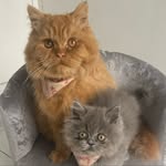 Harvey & Winston Barker 😼🐾 - @harvey_winstonthepersians - Instagram
