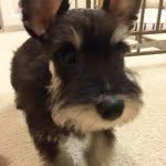 Harvey Winston - @harvey.theschnauzer - Instagram