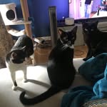 Harvey, Winston & Olive - @harvey_winston_and_olive - Instagram