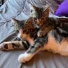 Harvey&Winston - @harvey_and_winston - TikTok
