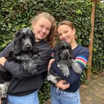 Phileine💕🌸Charlotte❤️🌺 - @harvey.winston_cockers - Instagram
