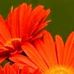 Hasan Mirza - Facebook
