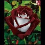 Hasan Shaar - @hasan123445 - Instagram