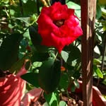Hasiba Khan - @hasiba.khan.7524 - Instagram