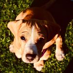 Hattie Clark - @hattie.the.bocker - Instagram