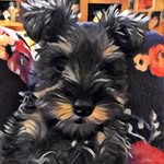Hattie & Basil Mini Schnauzer/Border Terrier - @hattiedays - Instagram