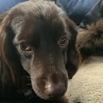 Leah Doherty - @hattie_dog2 - Instagram