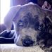 Hallie Dotson - Facebook