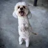 hattieelder619 - @doghopbehappy - TikTok