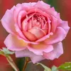 user9285451079775 - @hattifaris - TikTok