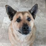 Hattie Norton-Ford - @charliethescaredydog - Instagram