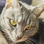 Hattie Norton-Ford - @tinycatfreya - Instagram