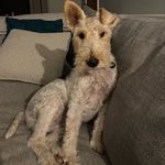 Hattie 💕💕💕 - @hattie_fox_terrier - Instagram