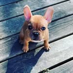 Hattie Hatfield Henaby - @hattiefrencherbottom - Instagram