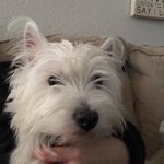 Hattie Lou - @hattieheadtilt - Instagram
