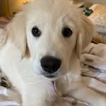 Hattie Mae Hunt - @hattiemaethegolden - Instagram