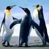 hattielawrence1 - @hattielawrence1 - TikTok