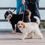 Marshall and Hattie - @marshallandhattie - Instagram