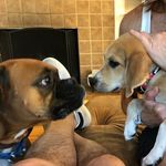 Murray & Hattie! (RIP Solly and Momo) ❤️ - @murray.and.hattie - Instagram