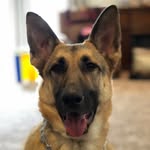Hattie - @hattie_the_german_shepherd - Instagram