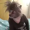 hattieshepherd - @hattieshepherd - TikTok