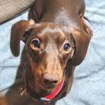 Hattie - @hattie.small.hound - Instagram