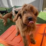 Hattie Weaver - @hattiecakesthedoodle - Instagram
