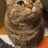 hattiewebb25101 - @hattiewebb25101 - TikTok