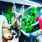Koko,Hugo,Kiki & Hattie 🐵 - @koko_hugo_kiki_hattie_webb - Instagram
